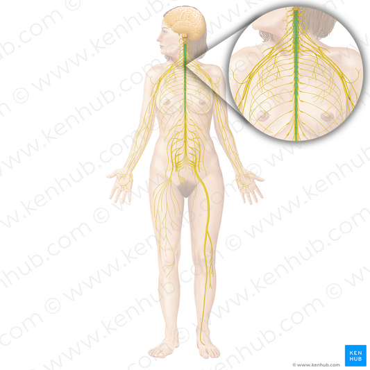 Spinal cord (#5016)