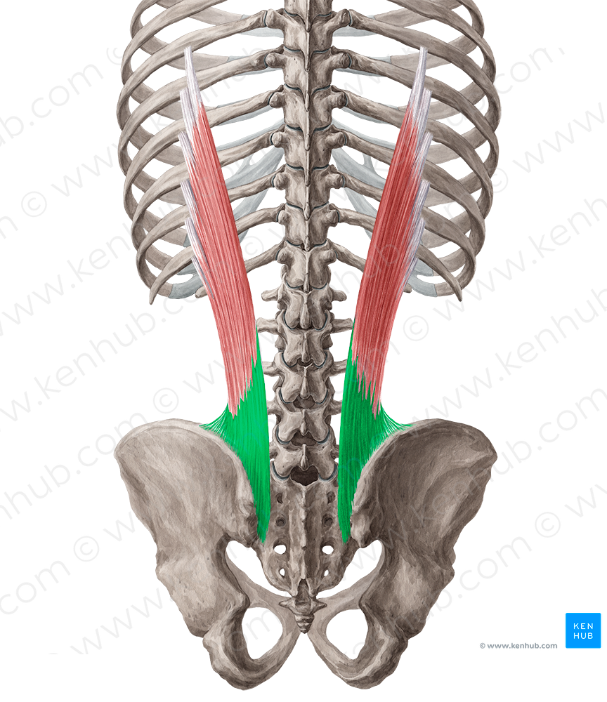 Tendon of iliocostalis lumborum muscle (#9430)