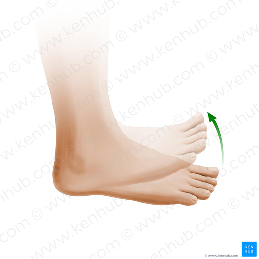 Dorsiflexion of foot (#11011)