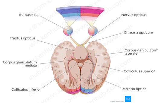 Optic nerve (Latin)