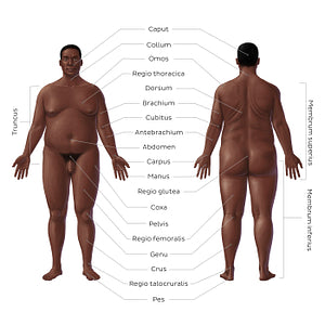 Regions of the body - Black male (Latin)