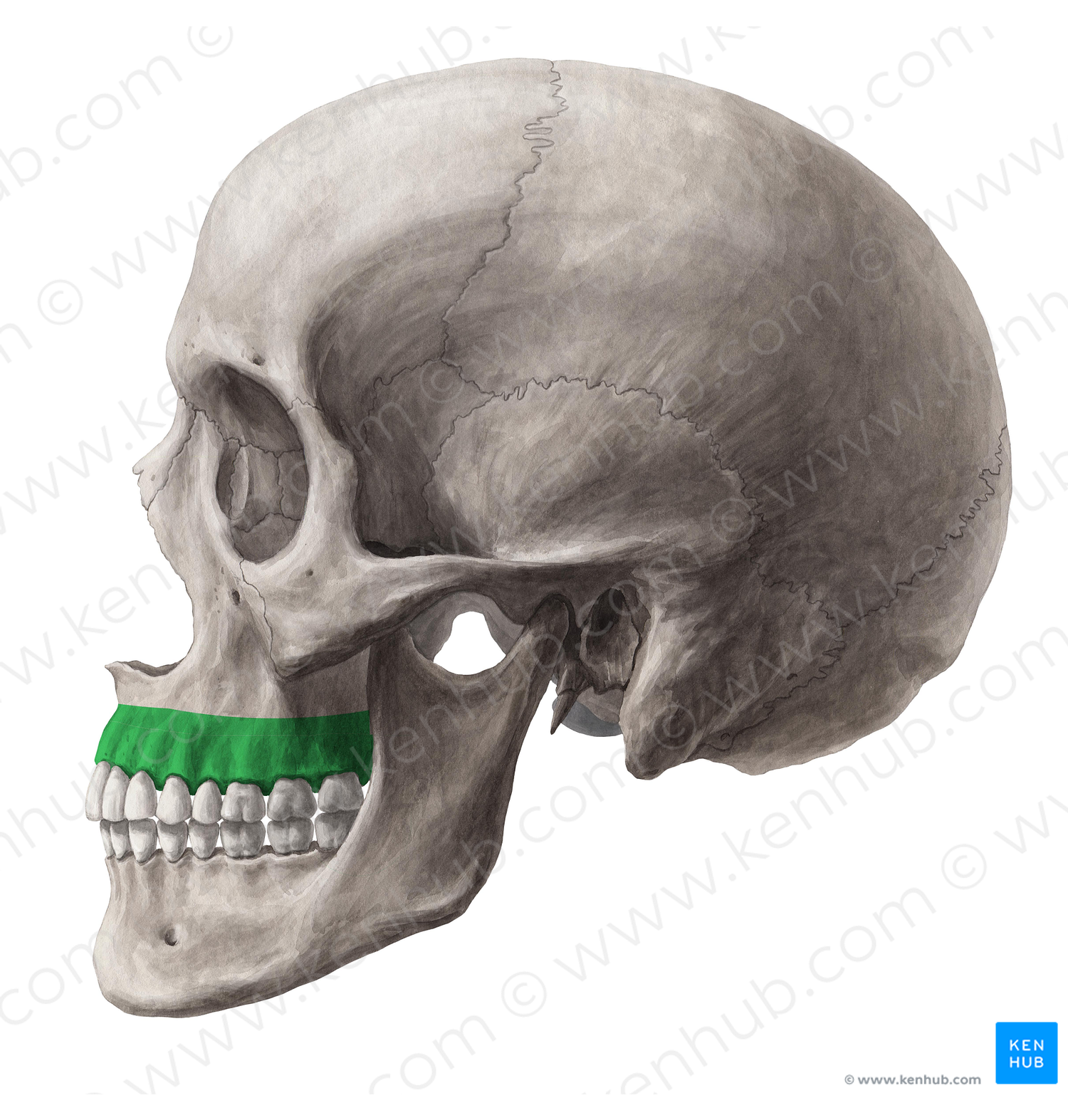 Alveolar process of maxilla (#8157)