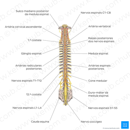 Structure of the spinal cord (Portuguese)