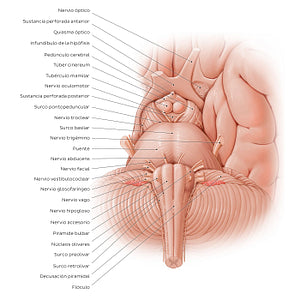 Anterior view of the brainstem (Spanish)