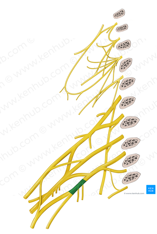 Medial cord of brachial plexus (#3612)