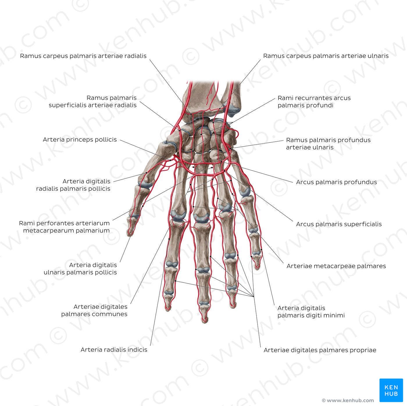 Arteries of the hand: Palmar view (Latin)