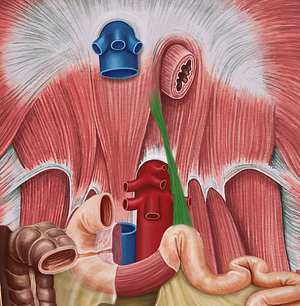 Suspensory muscle of duodenum (#18776)