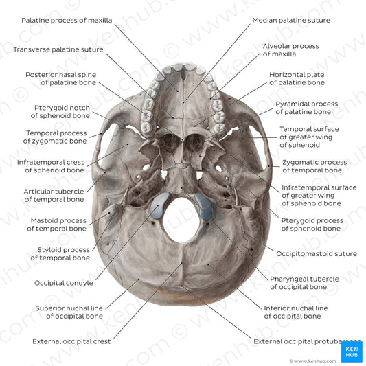 Inferior base of the skull - Landmarks (English)