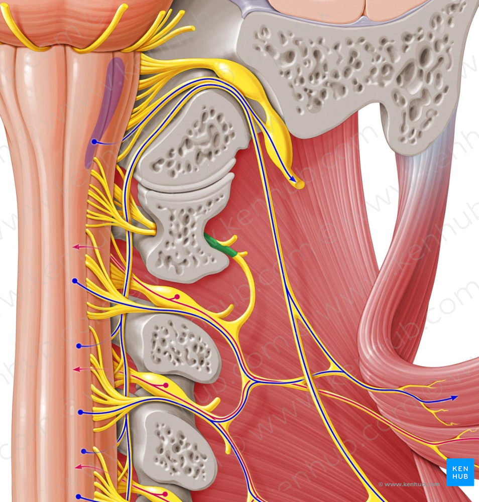 Spinal nerve C1 (#6726)