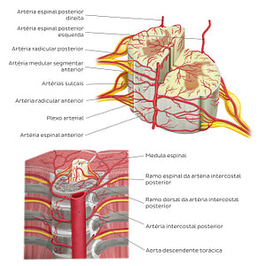 Arteries of the spinal cord (Portuguese)
