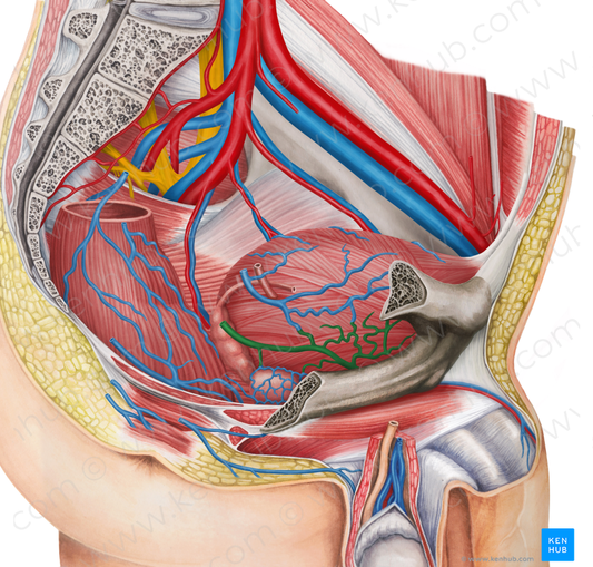 Right inferior vesical vein (#10676)