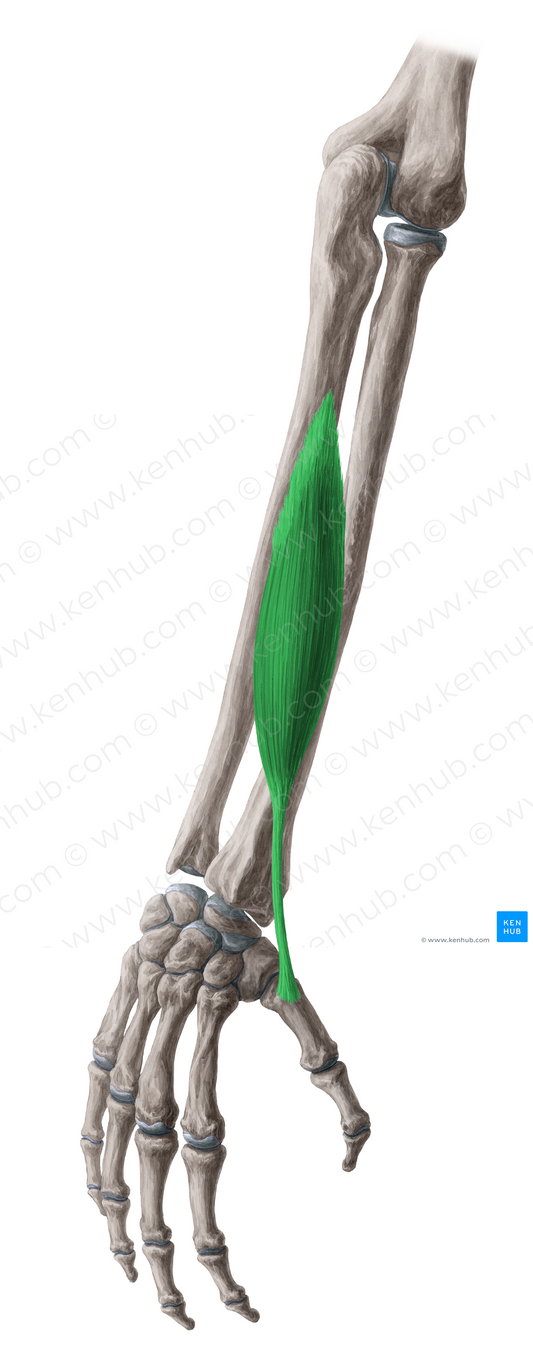 Abductor pollicis longus muscle (#5173)