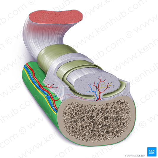 Periosteum (#17258)