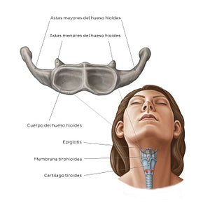 Hyoid bone (Spanish)