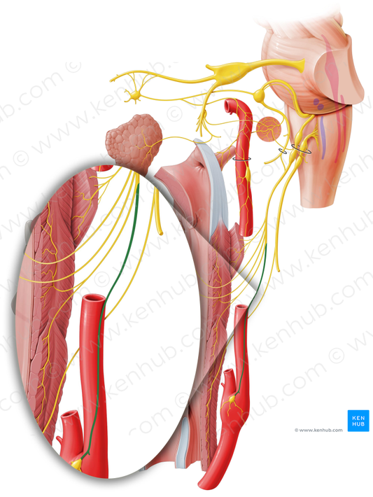 Carotid sinus nerve (#8800)