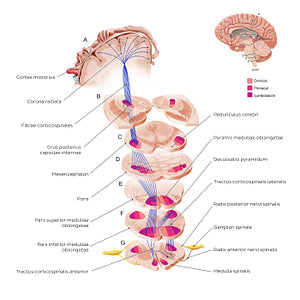 Corticospinal tract (Latin)