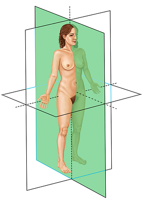 Sagittal (#8946)