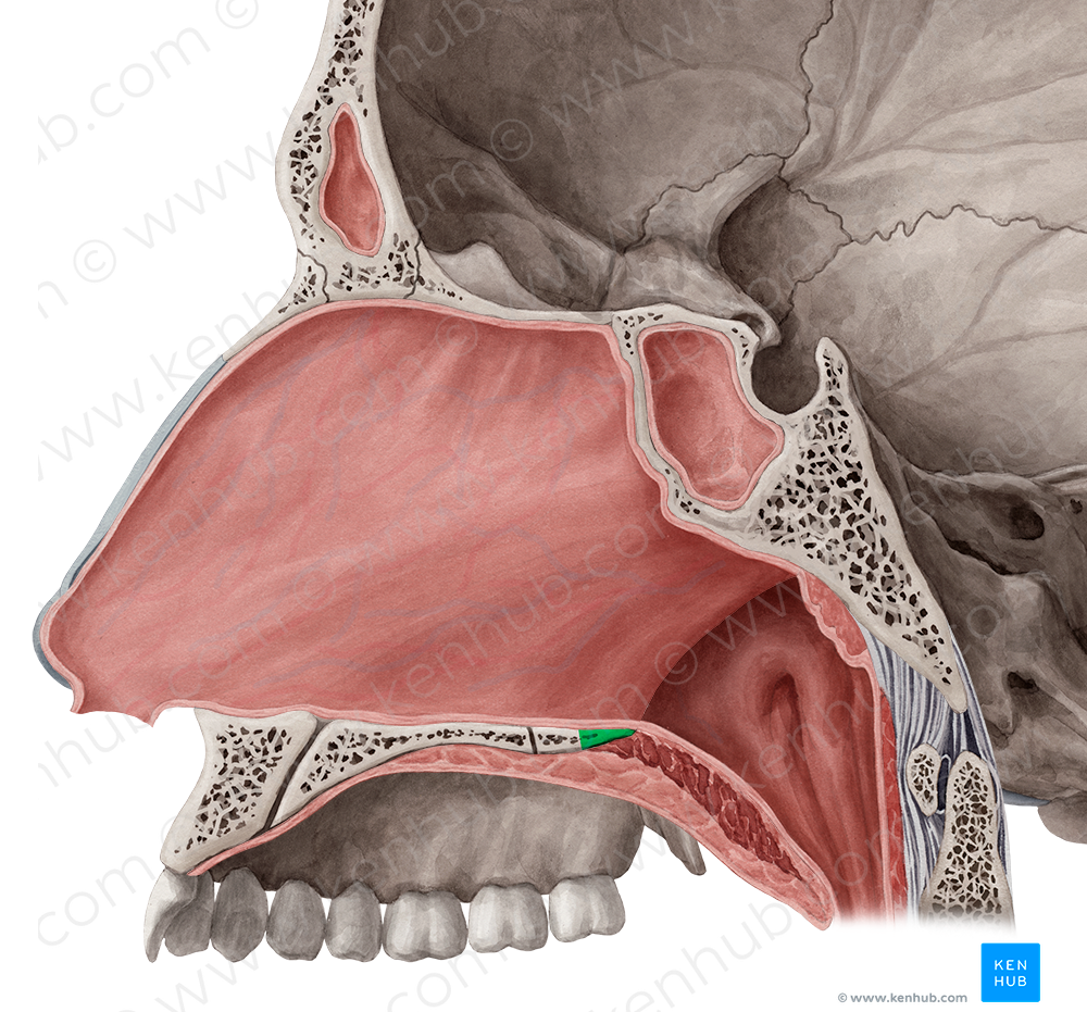 Posterior nasal spine of palatine bone (#9110)