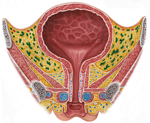 Vesical venous plexus (#8083)