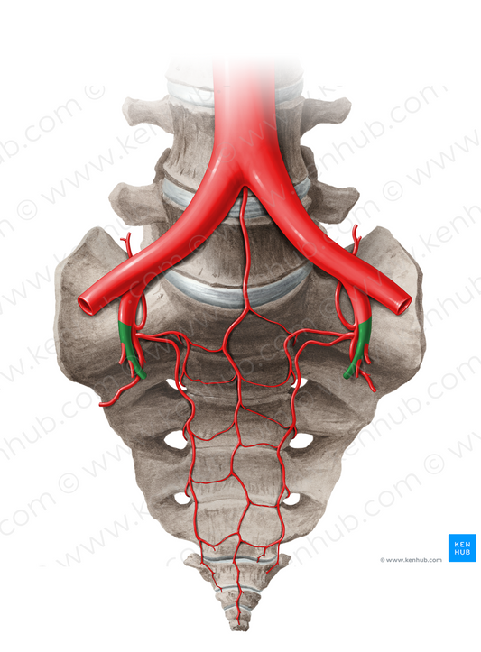 Anterior division of internal iliac artery (#14048)