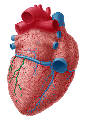 Inferior vein of left ventricle (#10673)