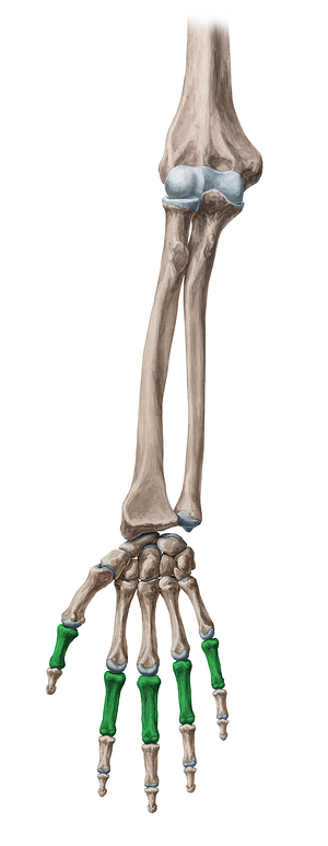 Proximal phalanx of hand (#7902)