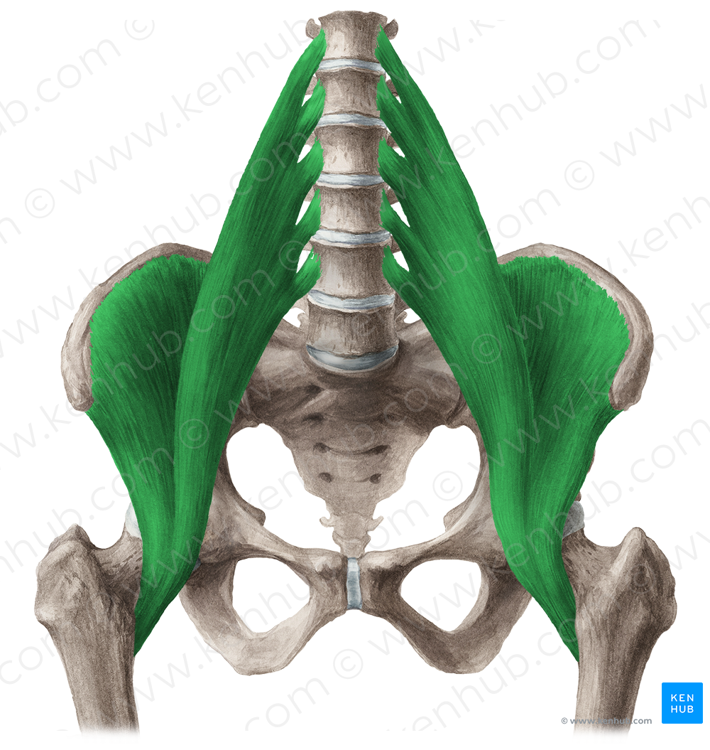 Iliopsoas muscle (#5480)