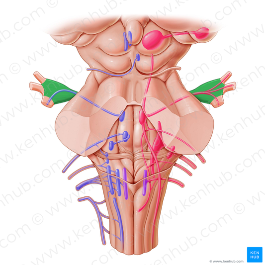 Trigeminal ganglion (#4031)