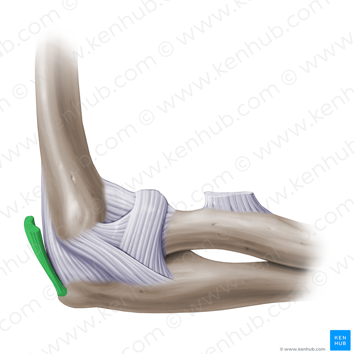 Distal tendon of triceps brachii muscle (#14165)