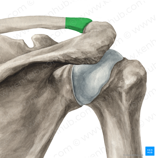 Acromial end of clavicle (#3433)