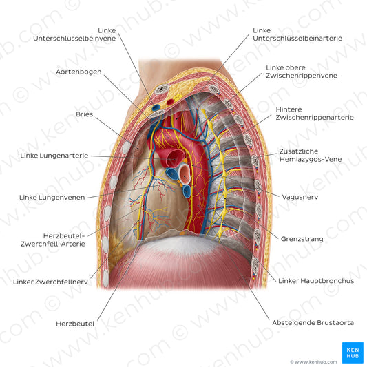 Contents of the mediastinum: Left lateral view (German)