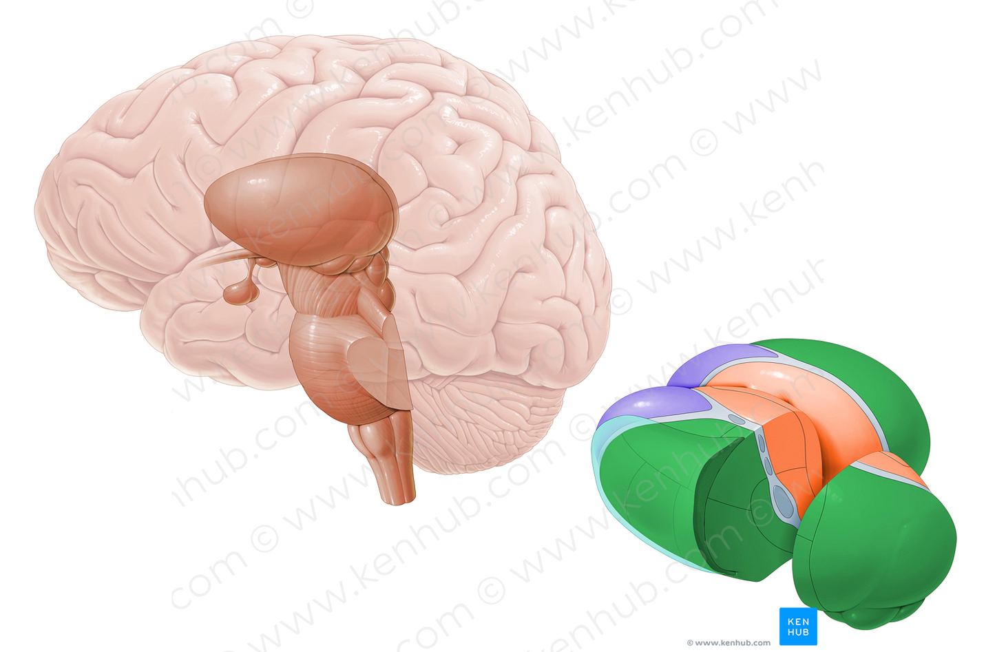 Lateral nuclei of thalamus (#7151)