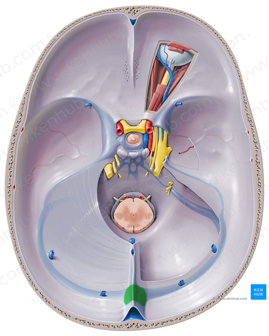 Confluence of sinuses (#2836)