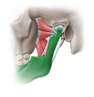 Mandible (#18869)