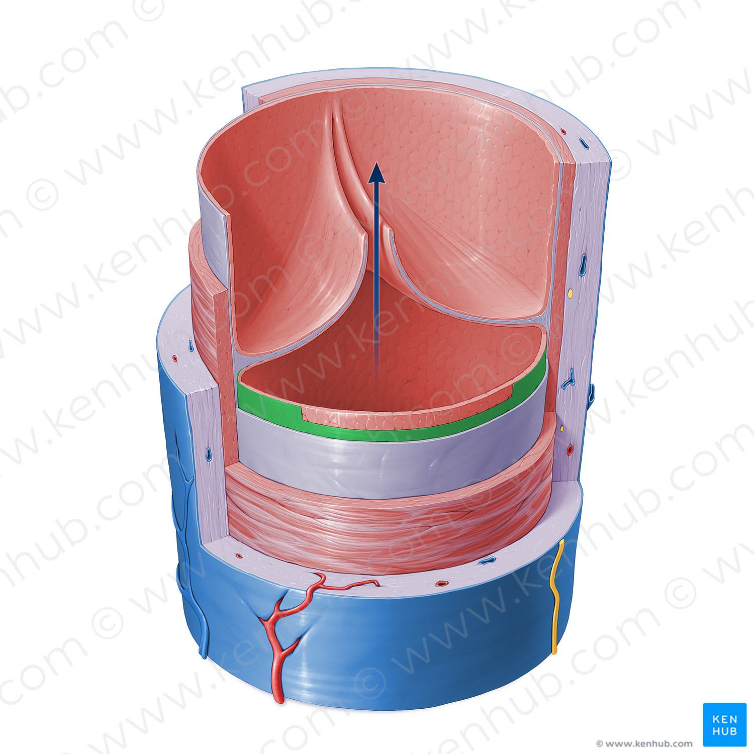 Basement membrane of vein (#16405)