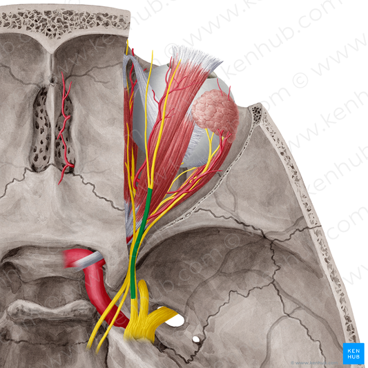 Frontal nerve (#6424)