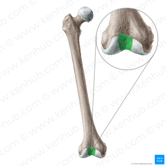 Patellar surface of femur (#19254)