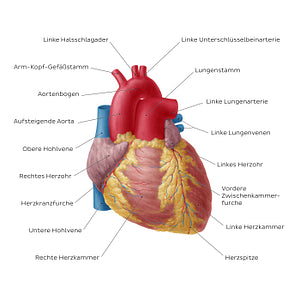 Anterior view of the heart (German)