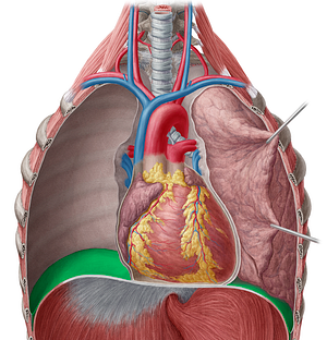 Diaphragmatic part of parietal pleura (#7702)