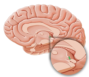 Habenular commissure (#2782)