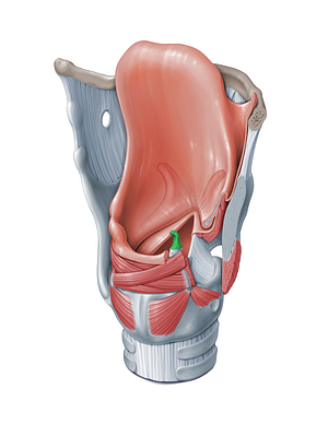 Corniculate cartilage (#18301)