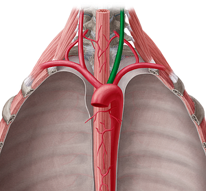 Left common carotid artery (#942)