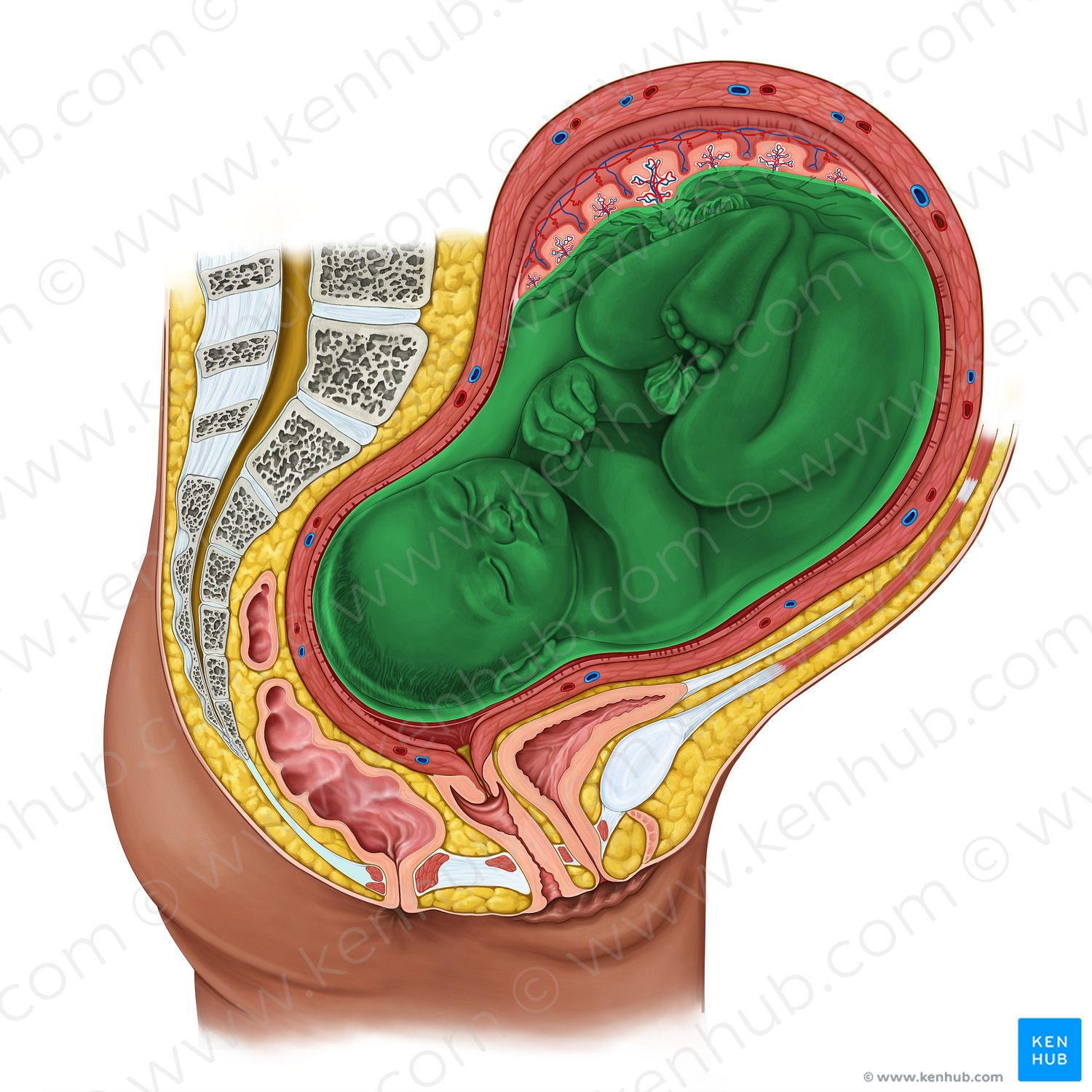 Amniotic sac (#20614)