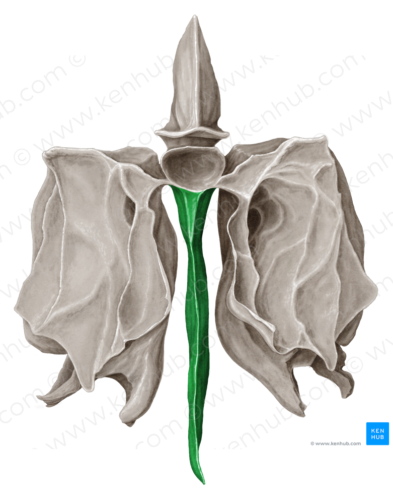 Perpendicular plate of ethmoid bone (#4409)