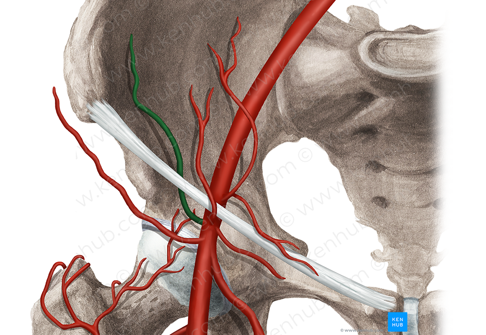 Deep circumflex iliac artery (#1042)