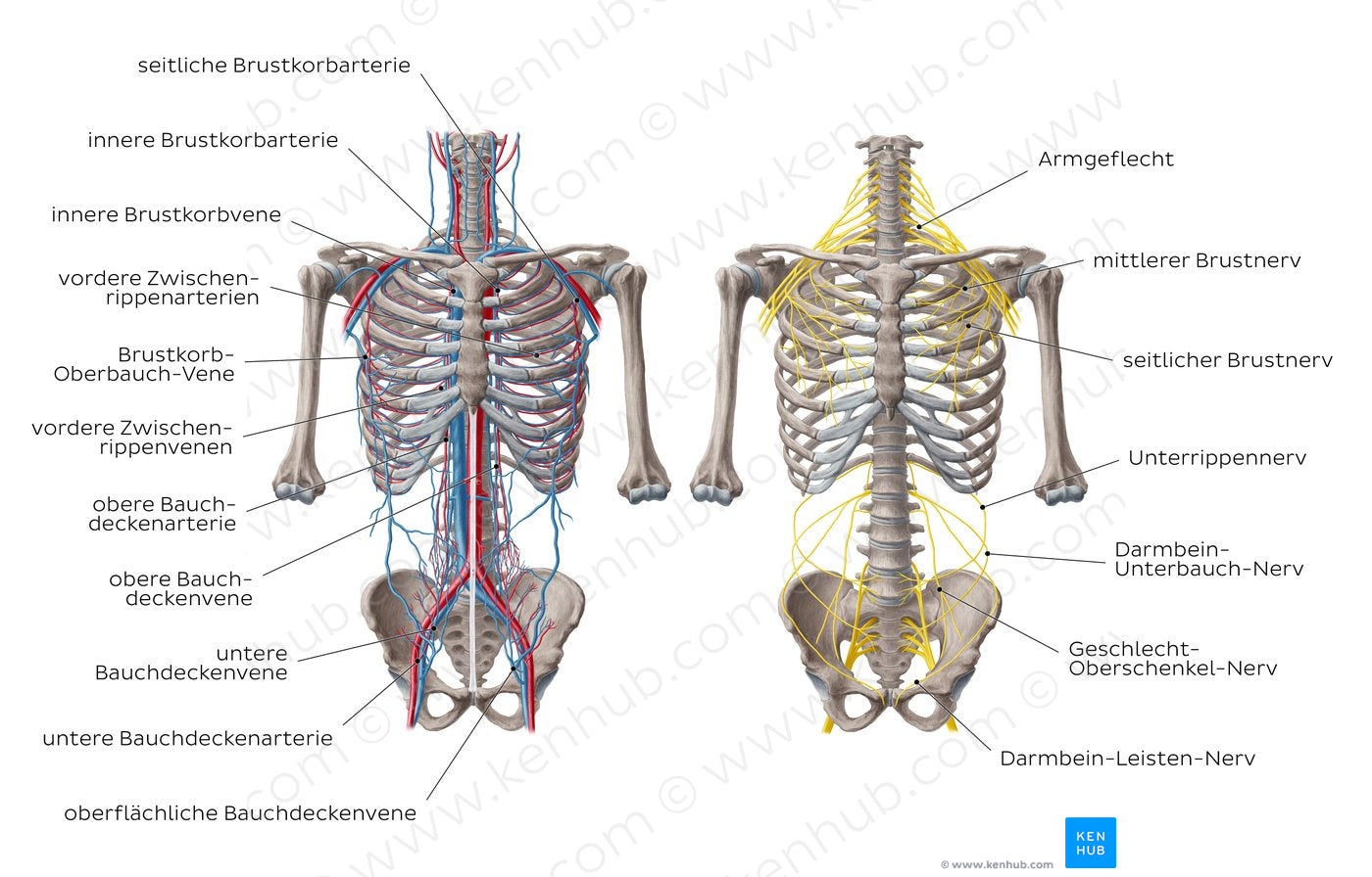 Nerves and vessels of the anterior thoracic wall (German)