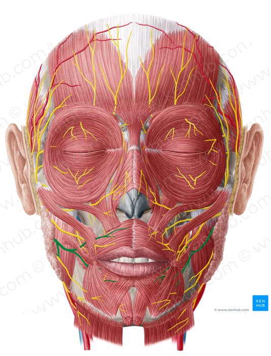 Buccal branches of facial nerve (#8476)