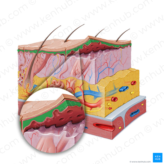 Stratum spinosum of epidermis (#19604)