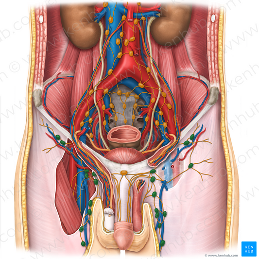 Inguinal lymph nodes (#19968)