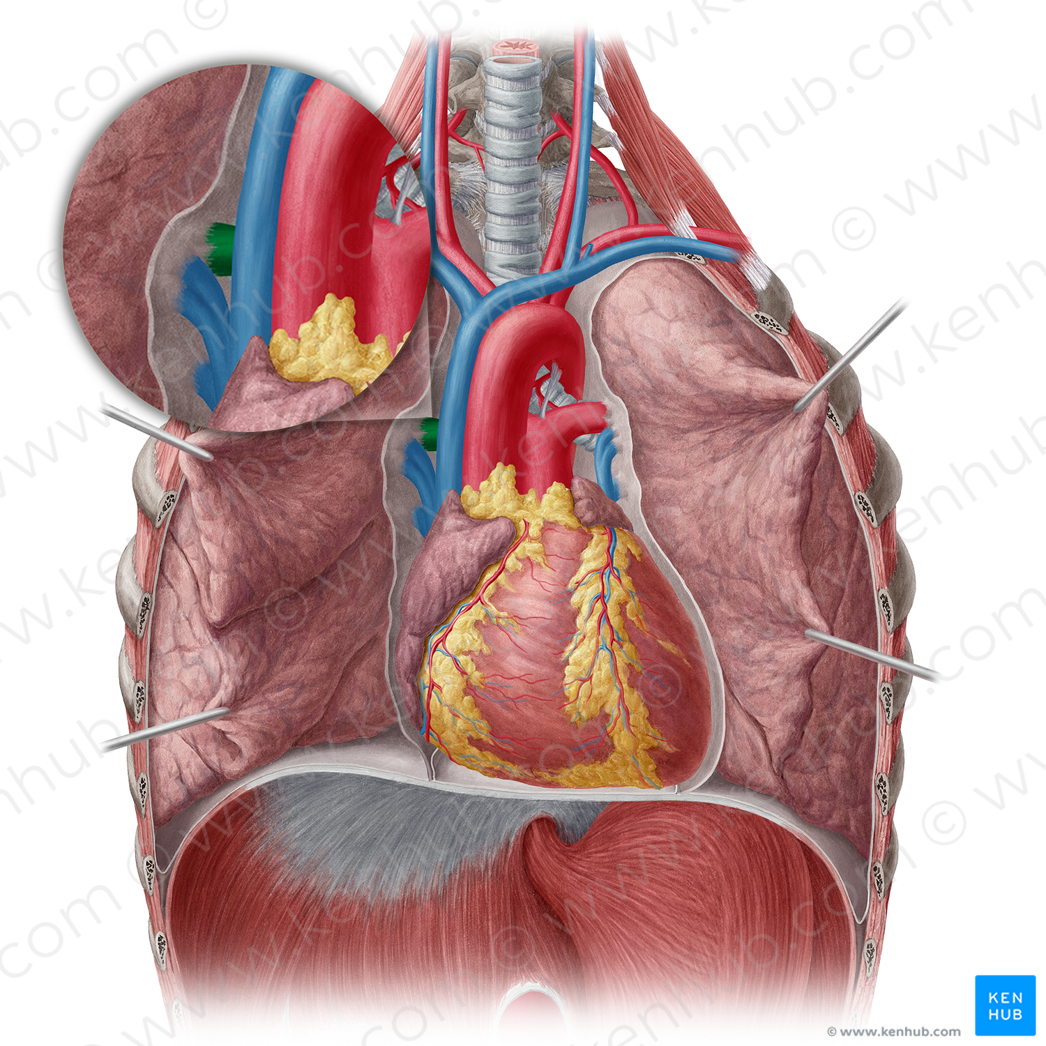 Right pulmonary artery (#1678)